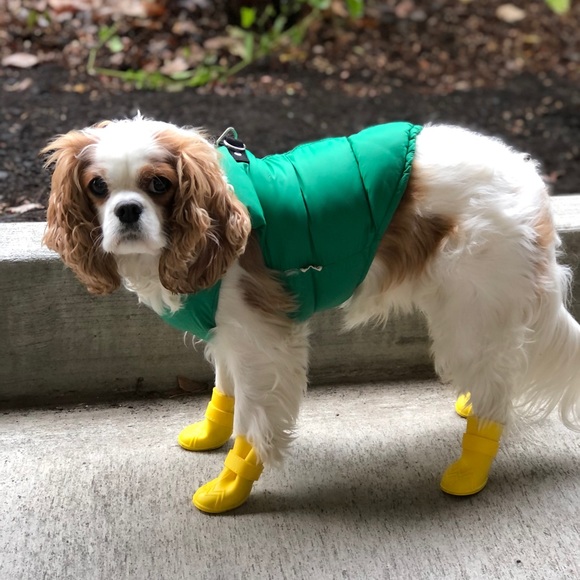 Meet your Posher, Jule - Picture 2 of 2